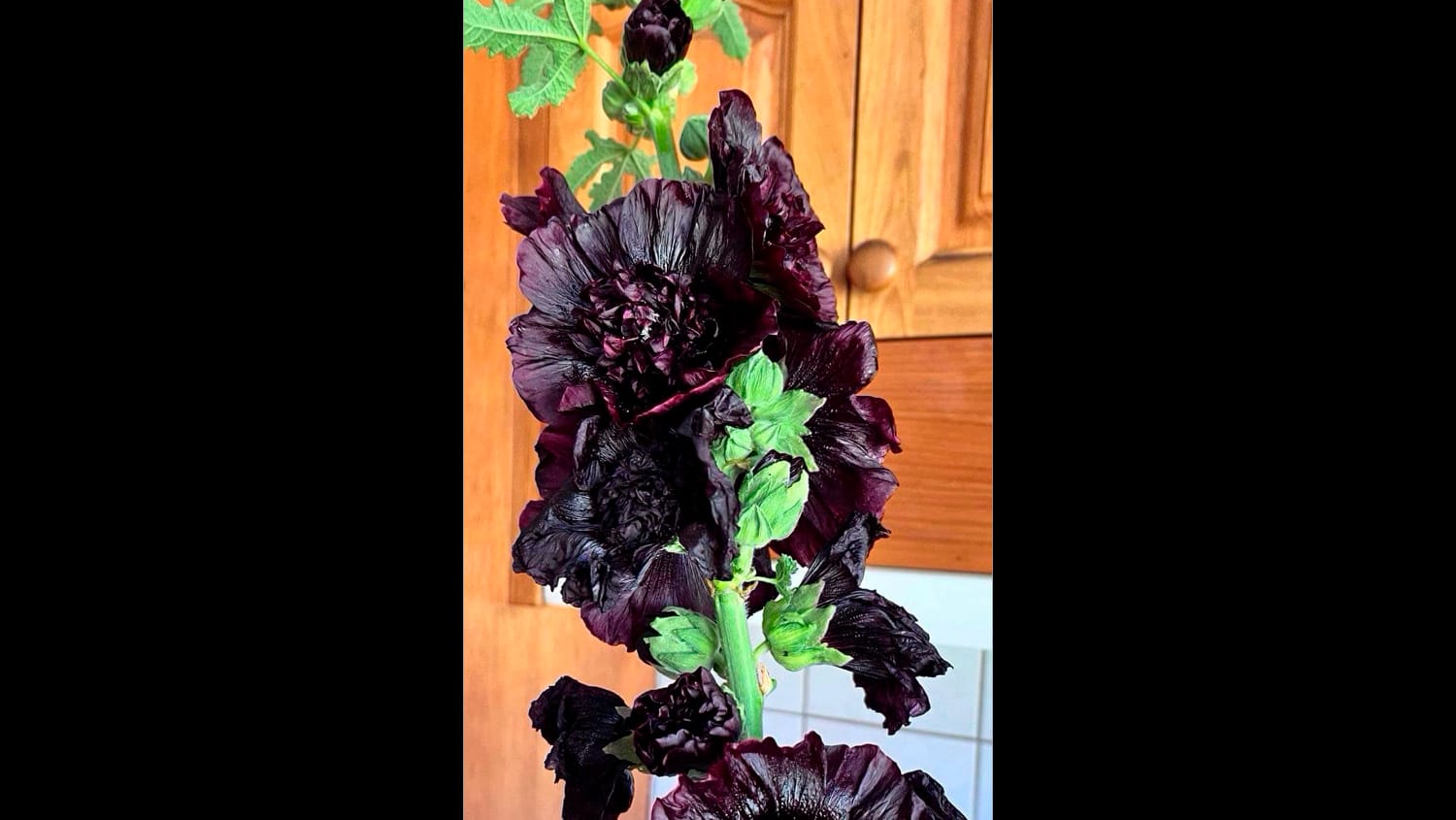 Garden Society - February 29, 2024