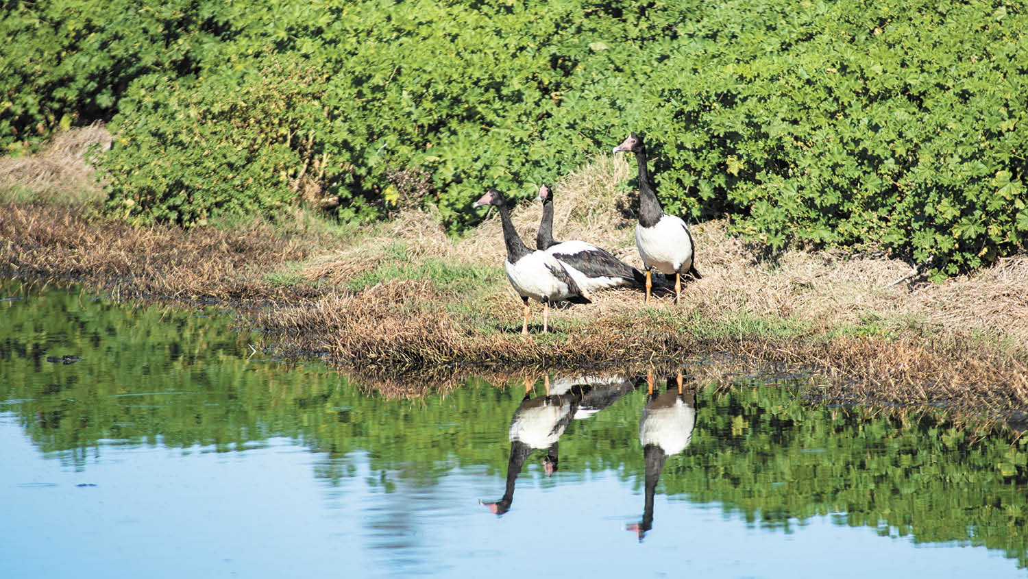 Ya Goose!