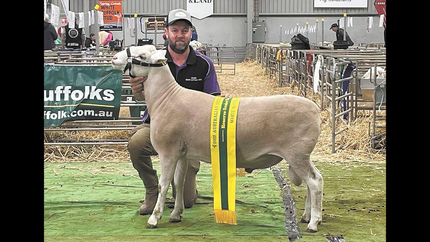 Rams Ribboned