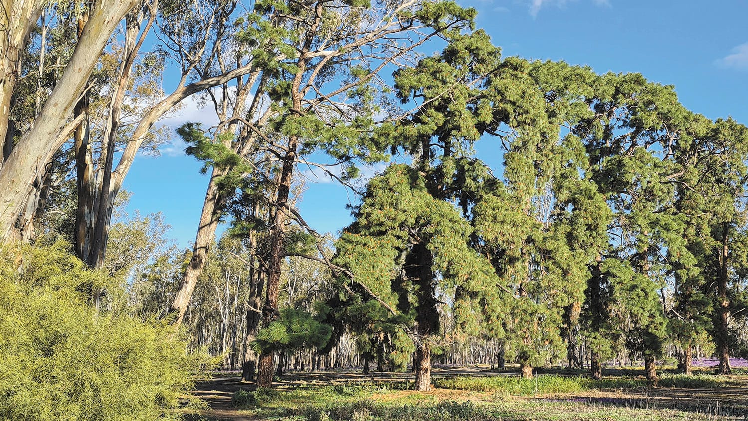 Nursery Track Pines