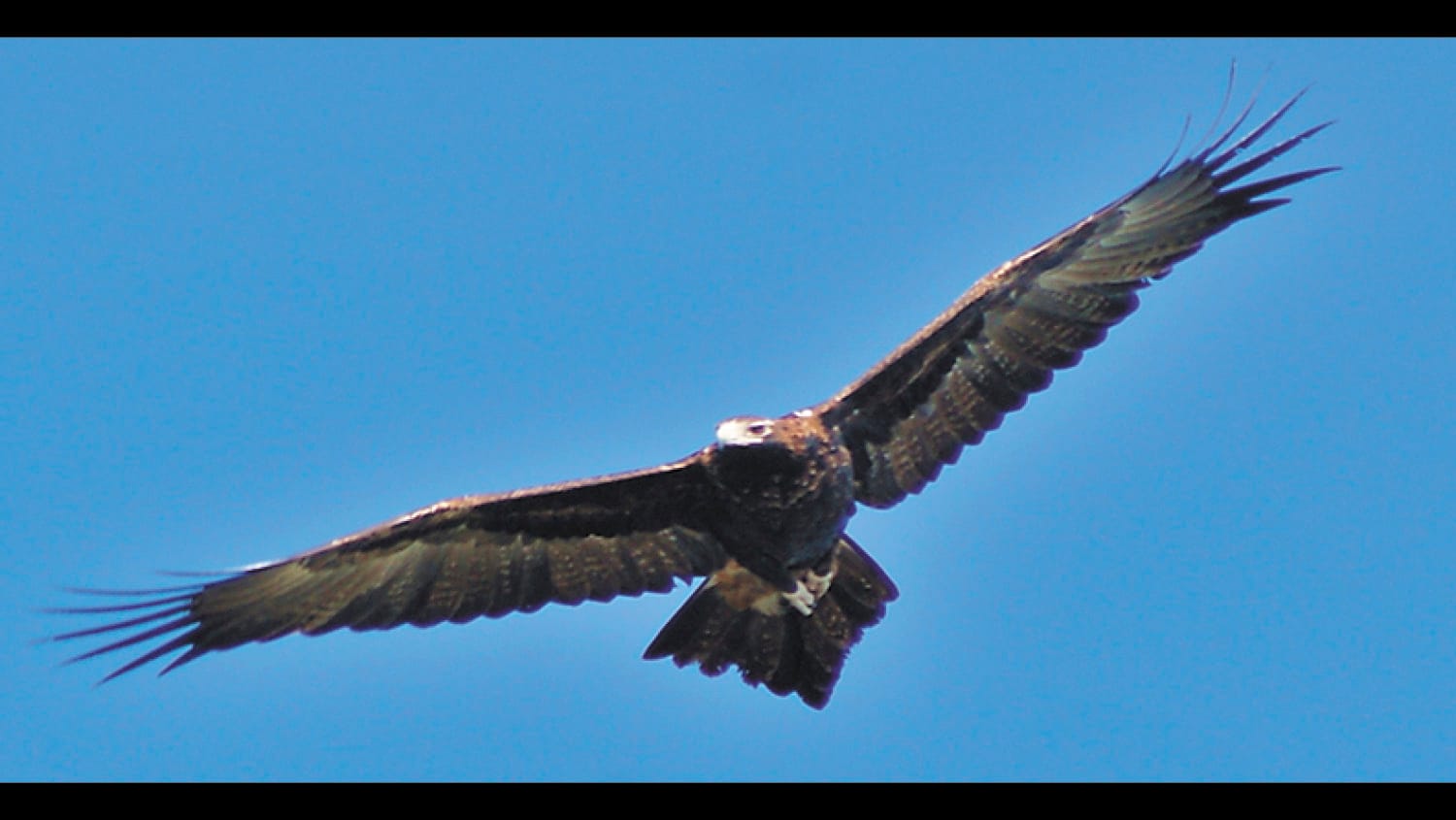 Soaring on Wings like Eagles