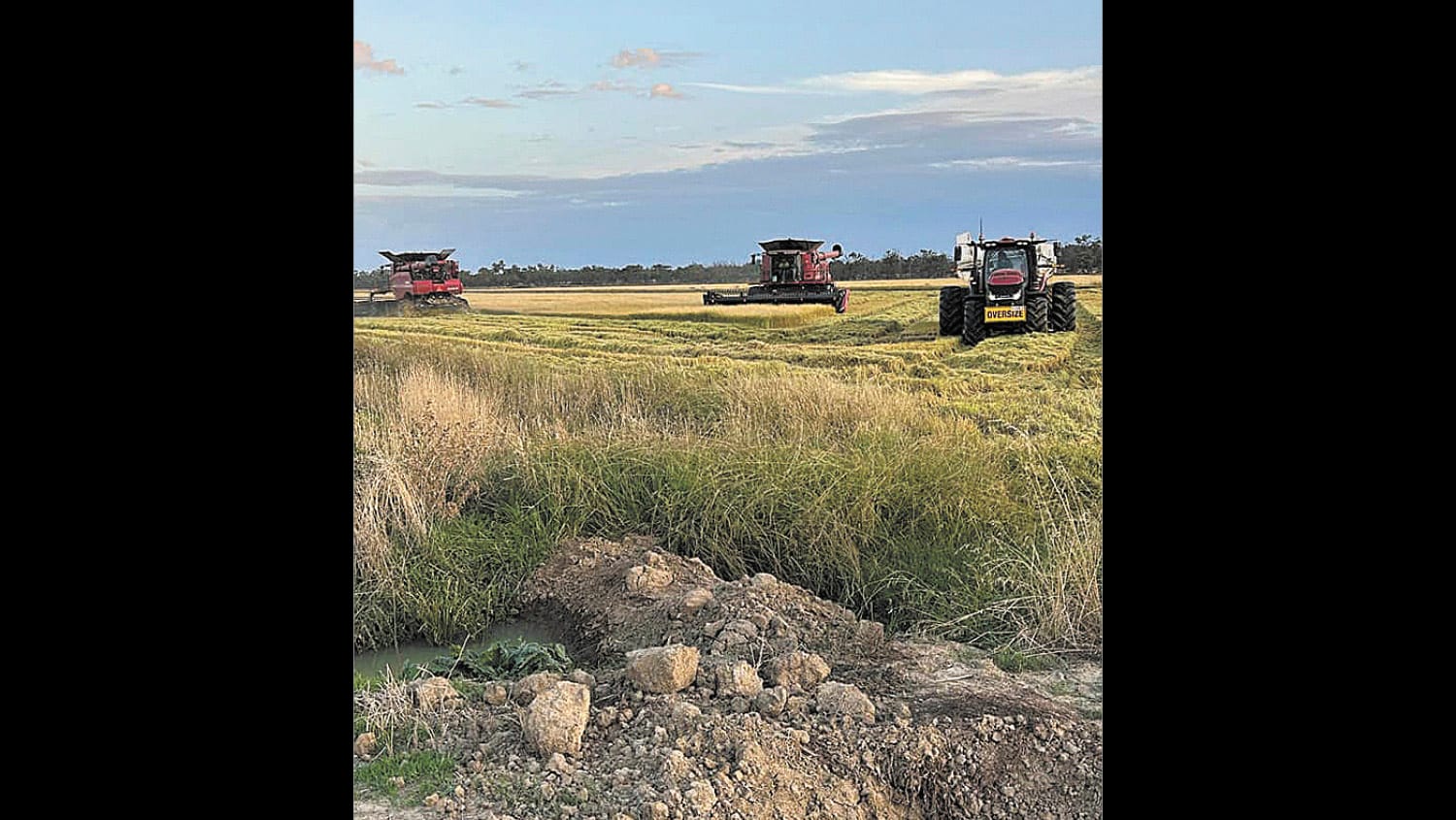 Rice Crop Aids Footy Club at Moulamein