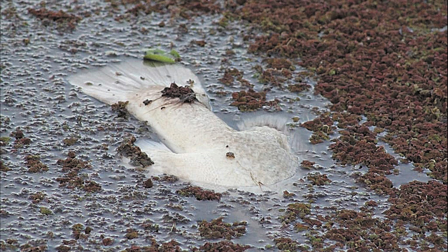 Recent Fish Deaths Reignite Management Frustration