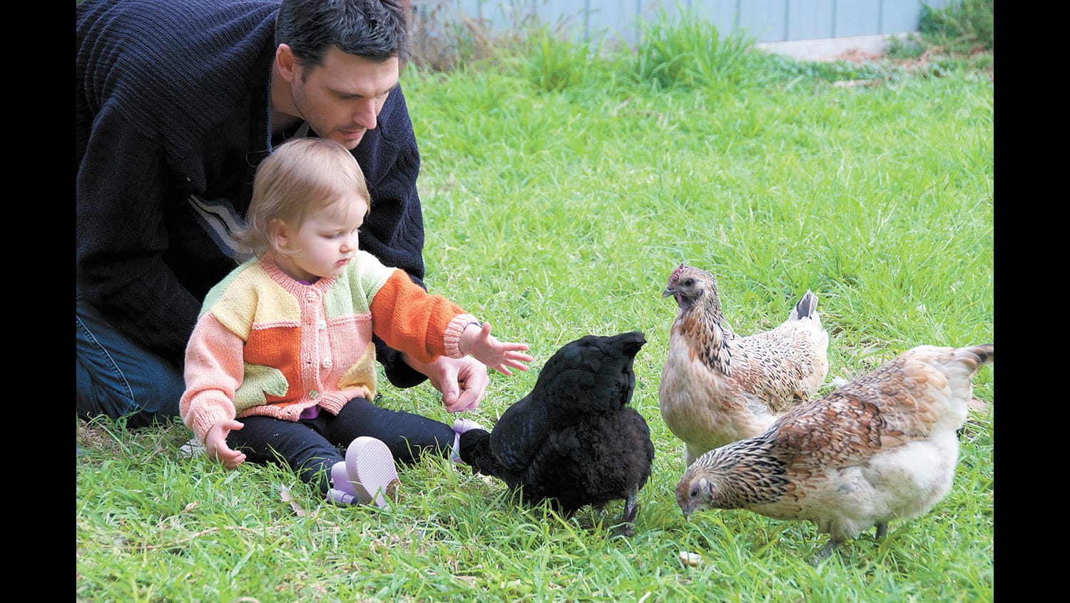 Happy Cluckers