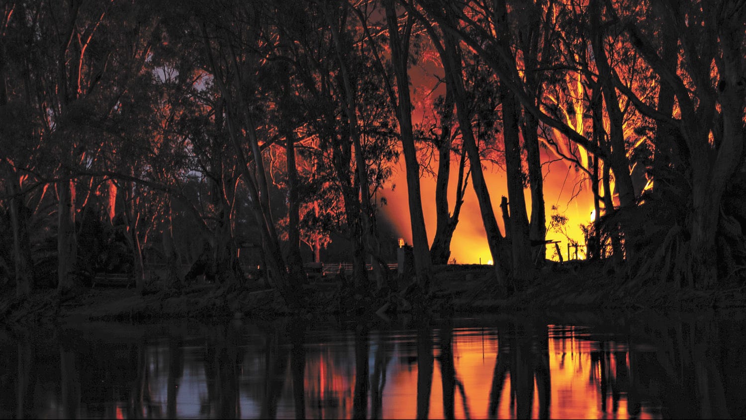Flamin' Trees