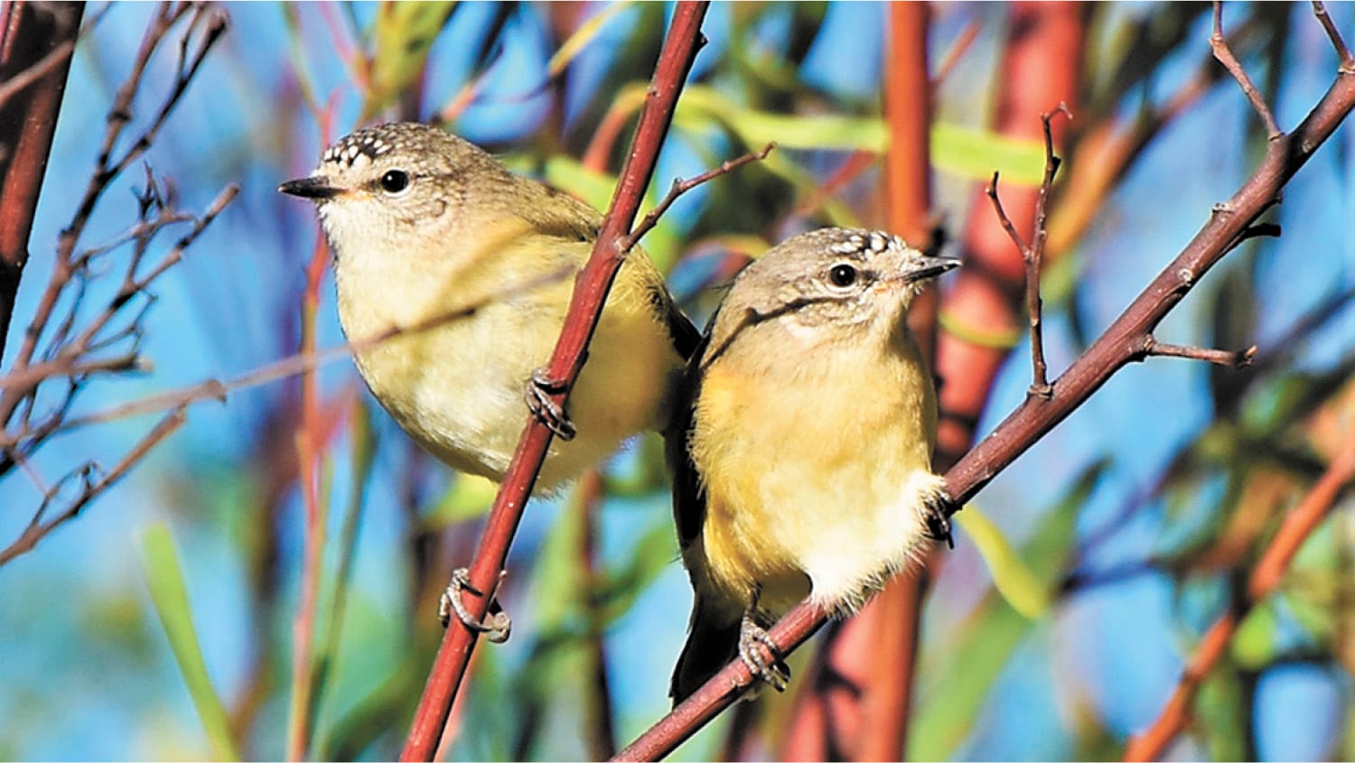 Look to the Birds