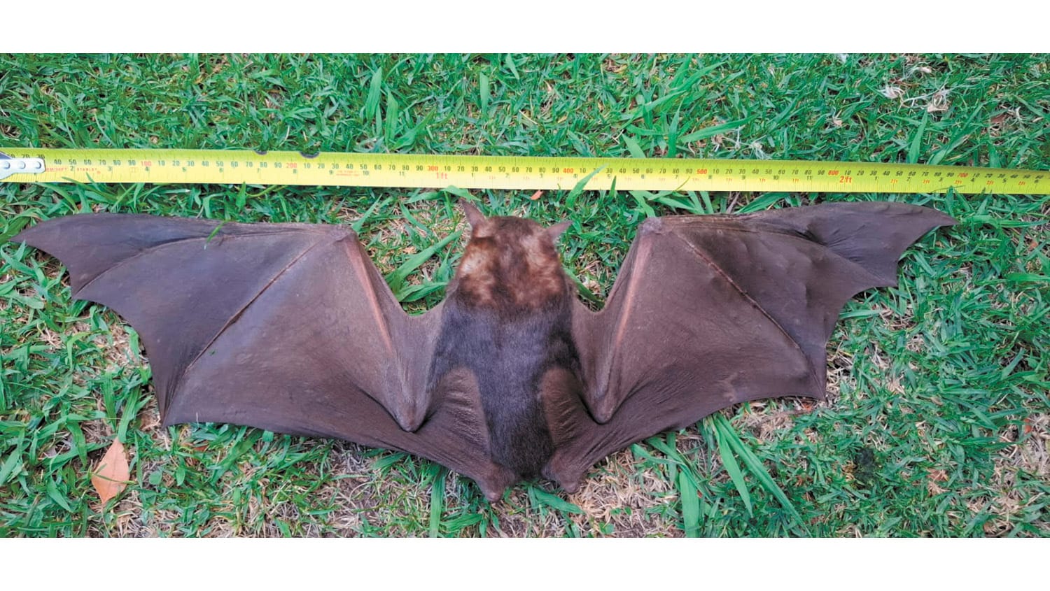 Fruit Bat Spotted