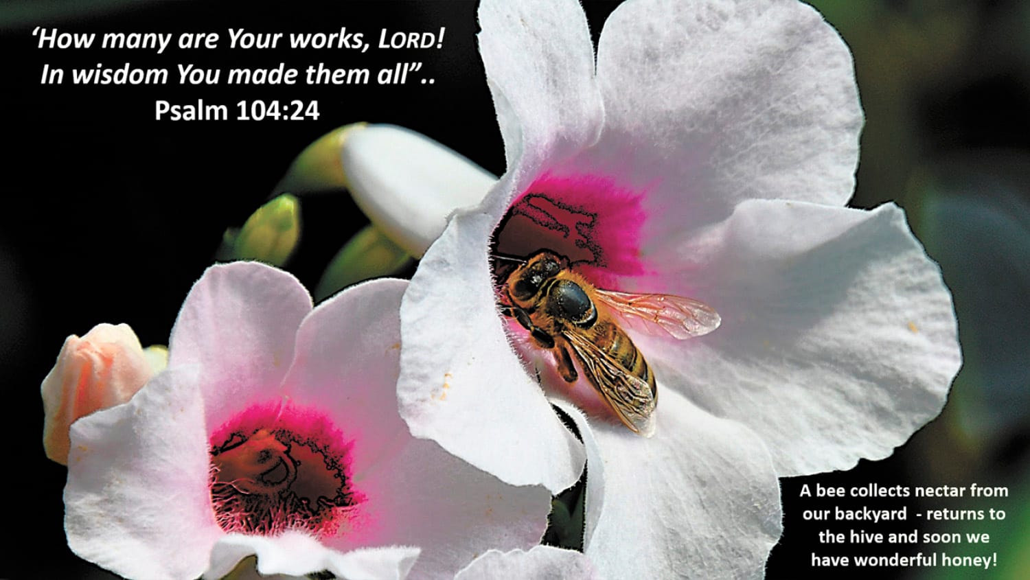 Busy as a Bee