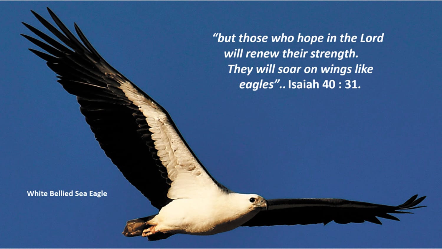 Soaring on Wings like Eagles