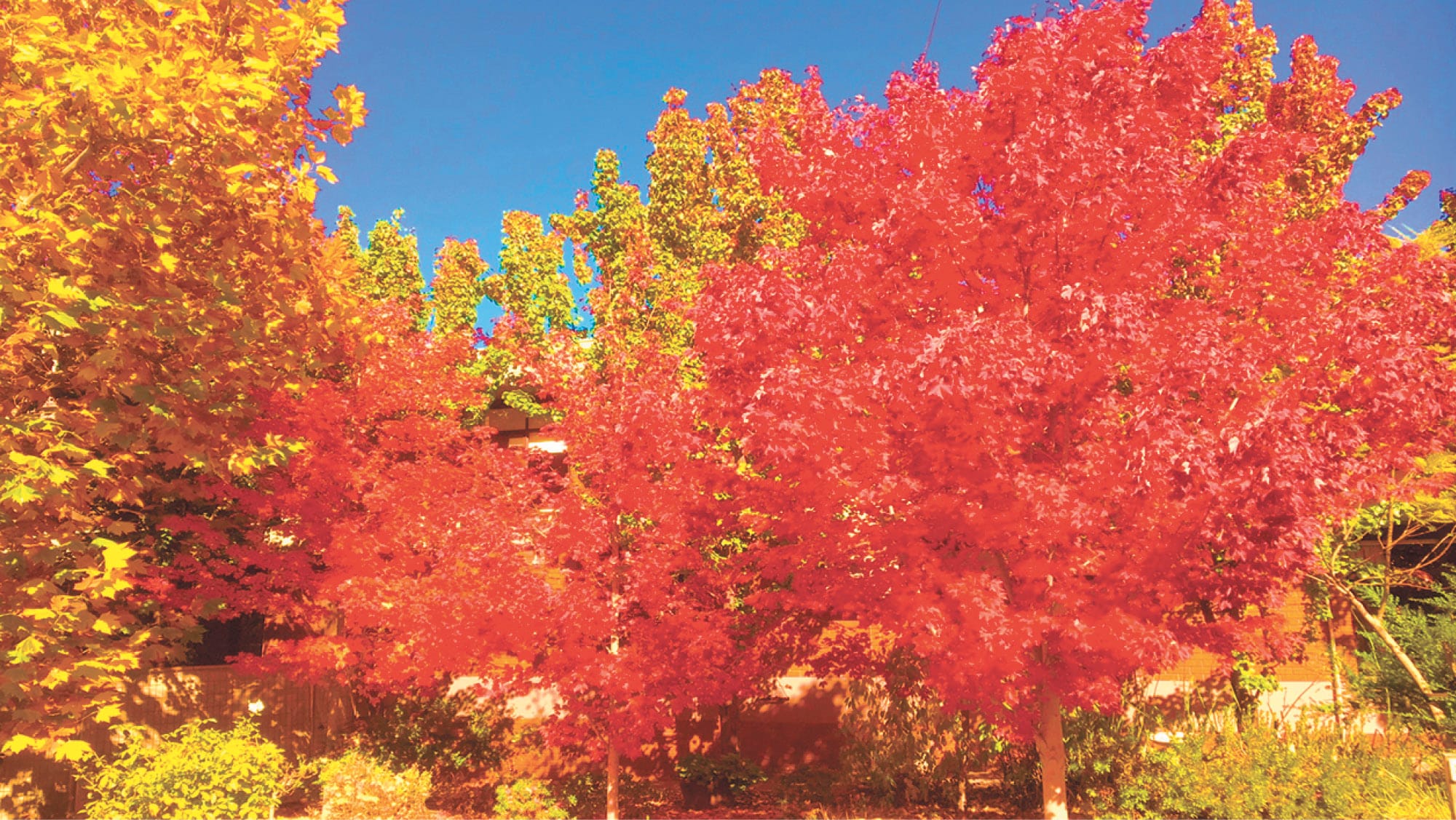 Autumn Delights!