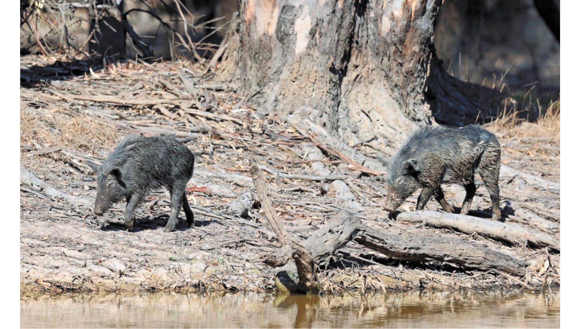 Feral Pig and Deer in North Central CMA sights