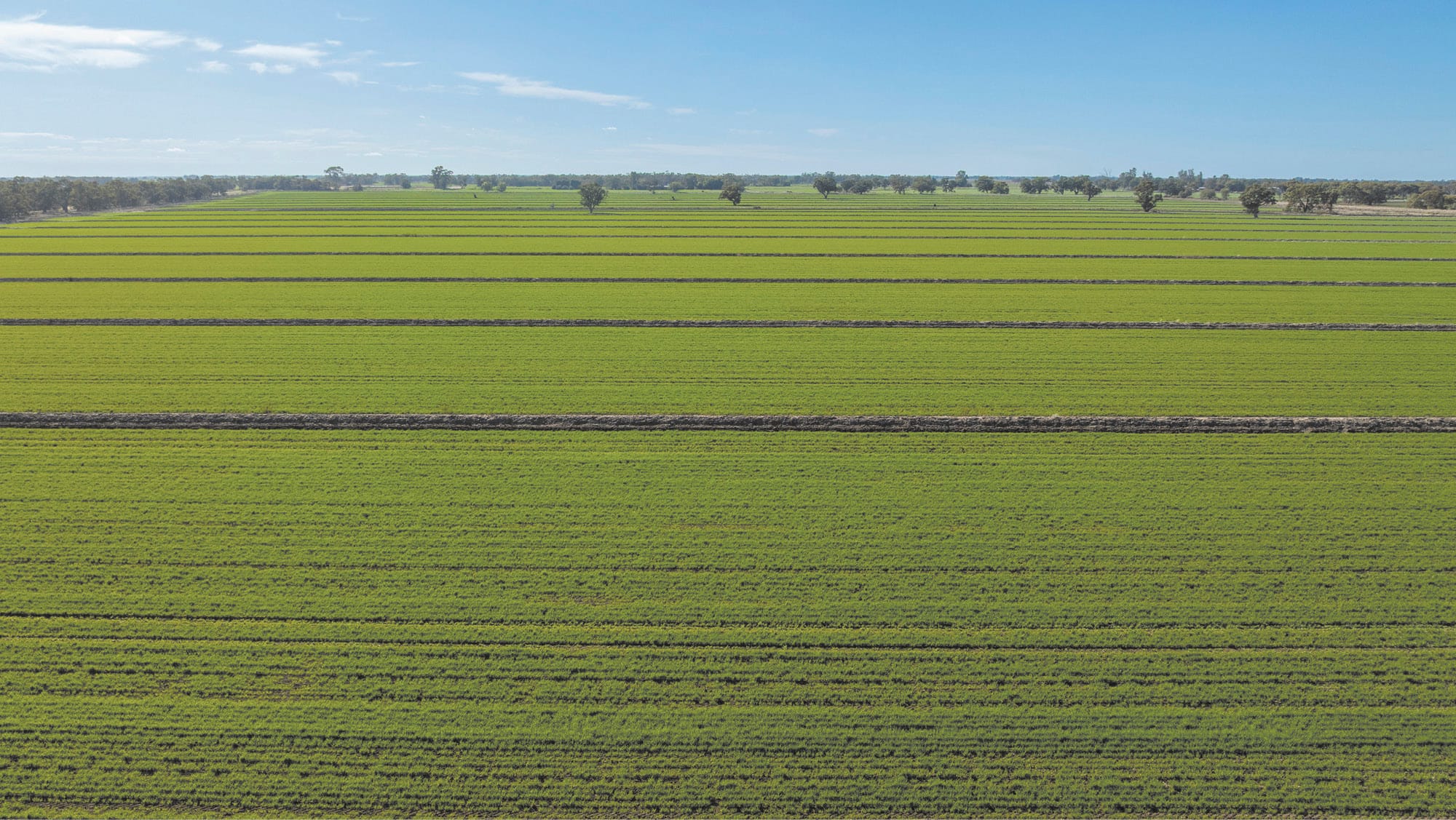 Yarranvale Aggregation’s 5,574 ha Riverina Farm Hits Market