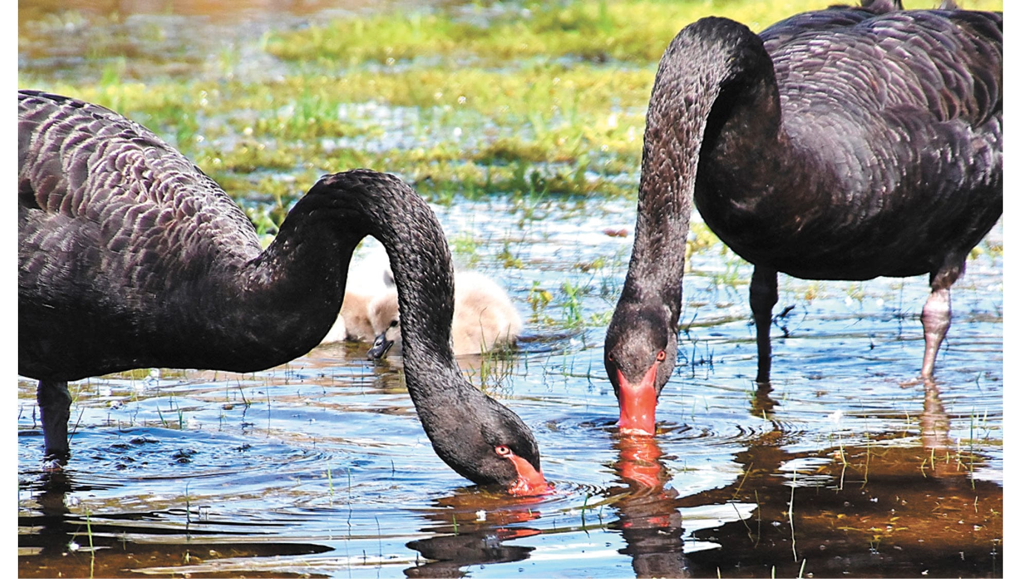 Birds Protecting their Young!