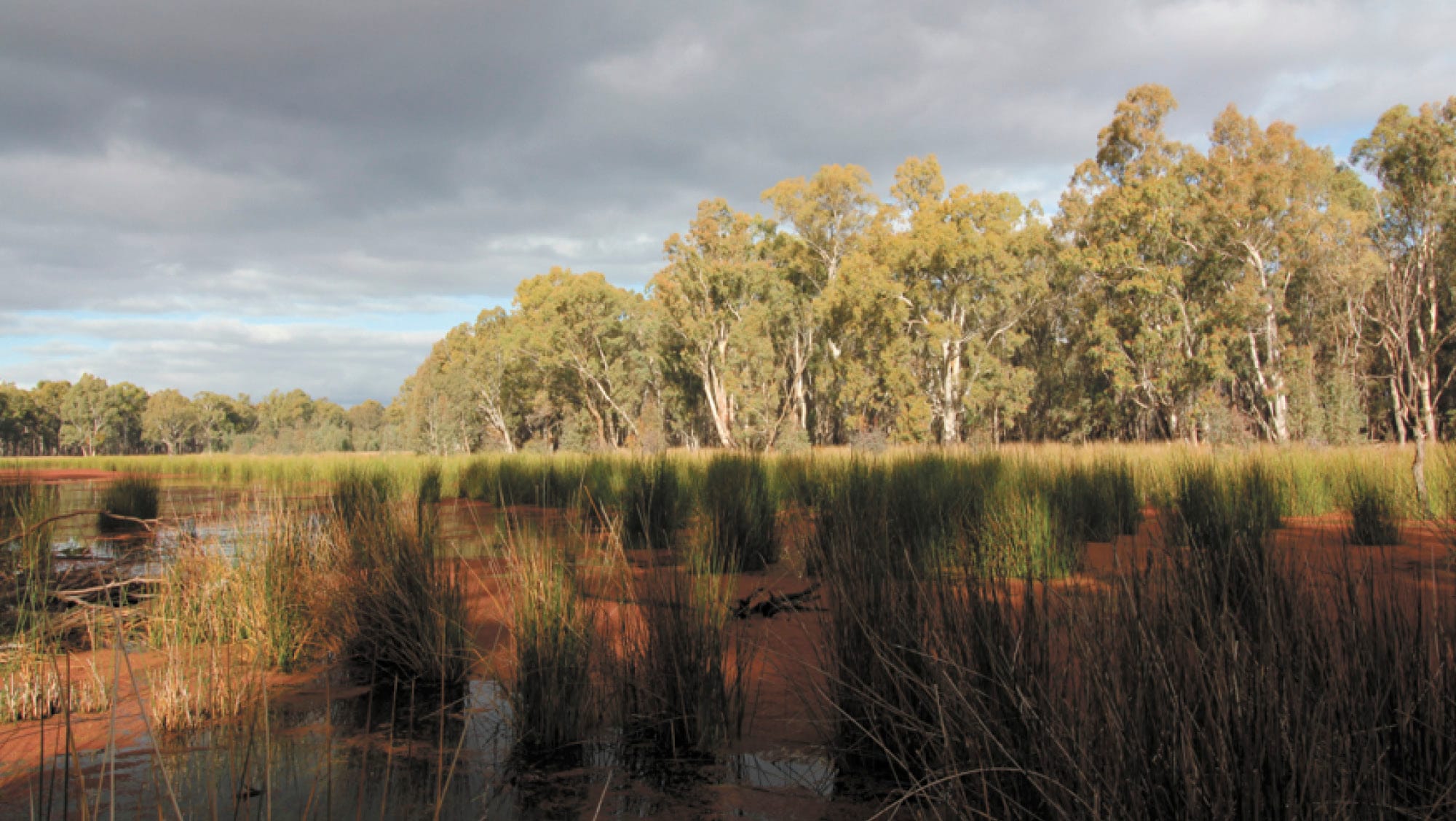 Latest Planned Gunbower Forest Irrigation Leads to More Questions than Answers