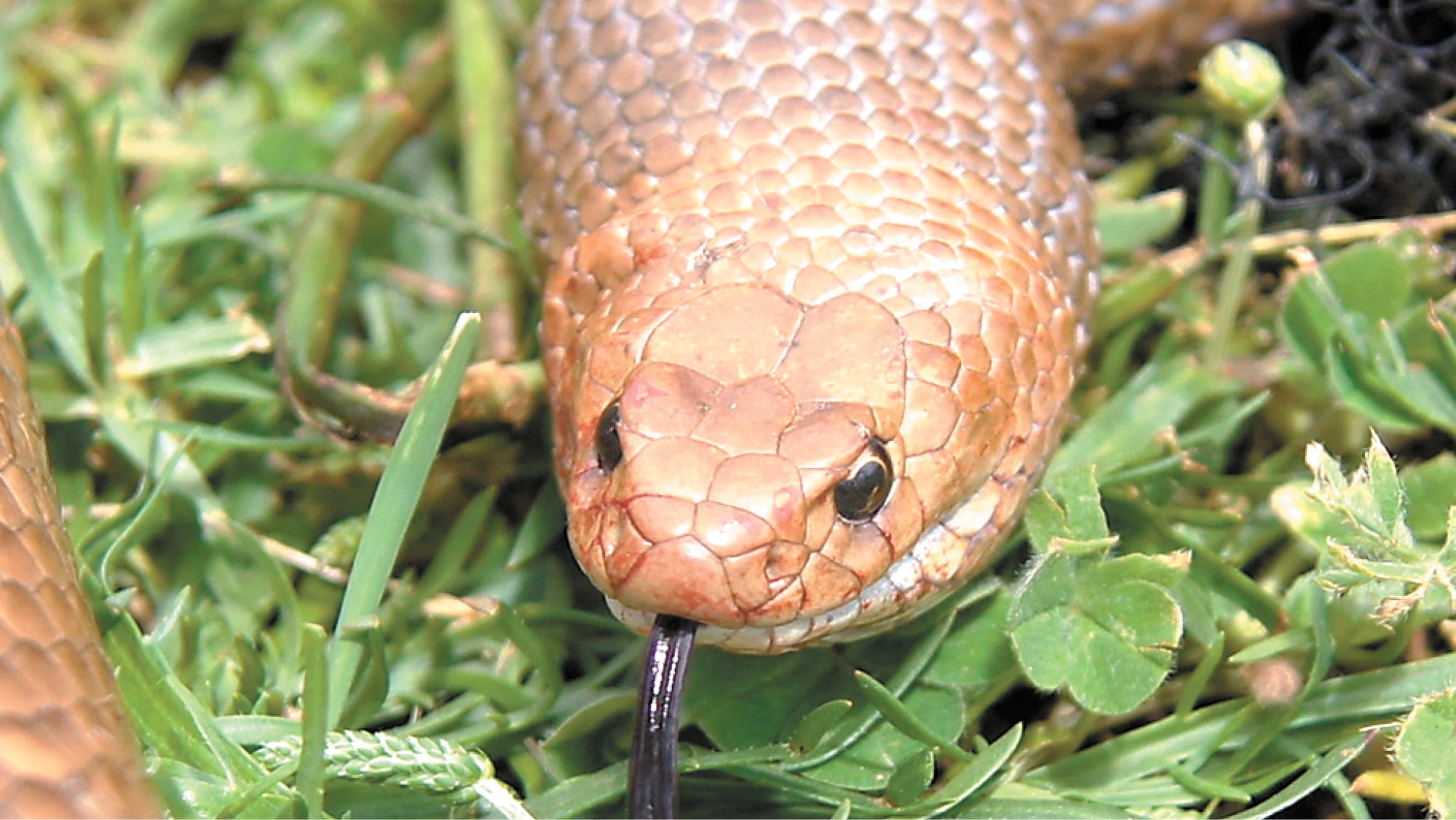 Beware the Snake!