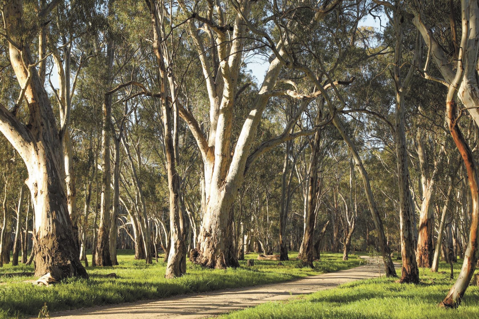 Timber Towns Victoria Takes Roads, Fire and Forests to Gannawarra