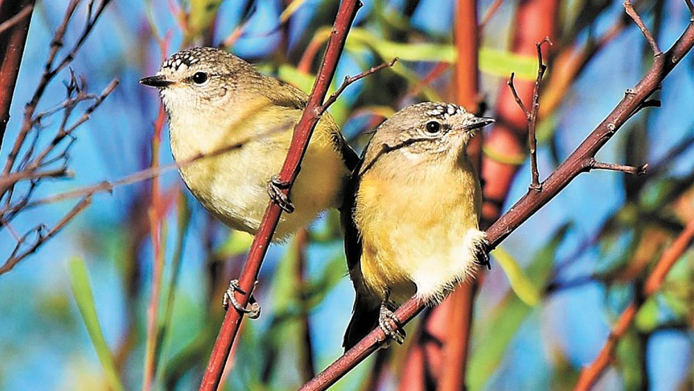 Look to the Birds post image