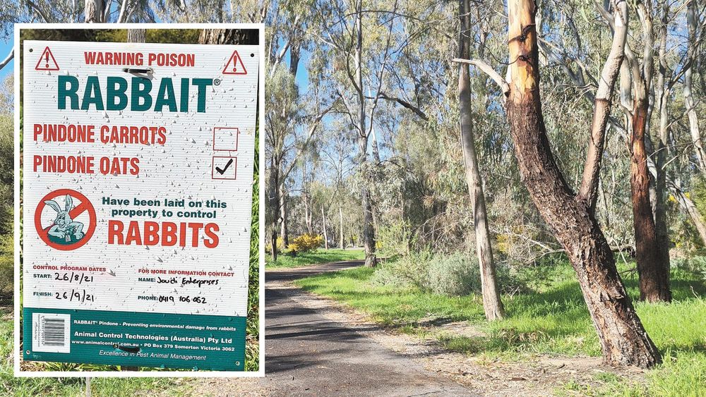 Rabbit Baiting Gilrule Park post image