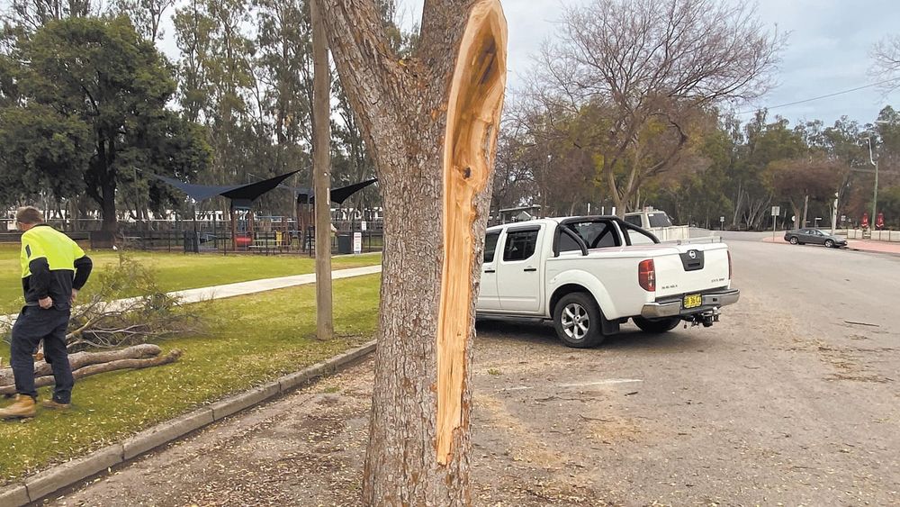 Truckin' Tree post image