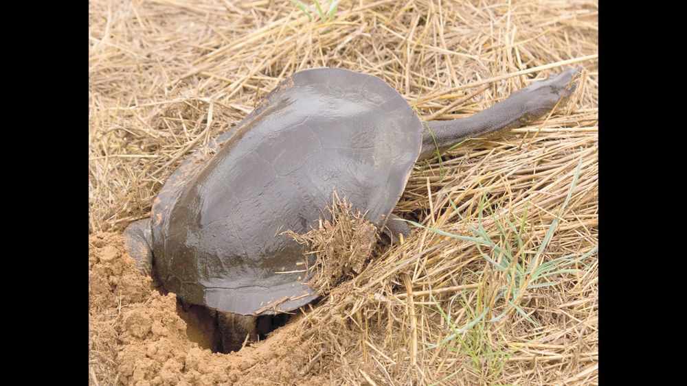Floating islands to provide sanctuary for turtles post image