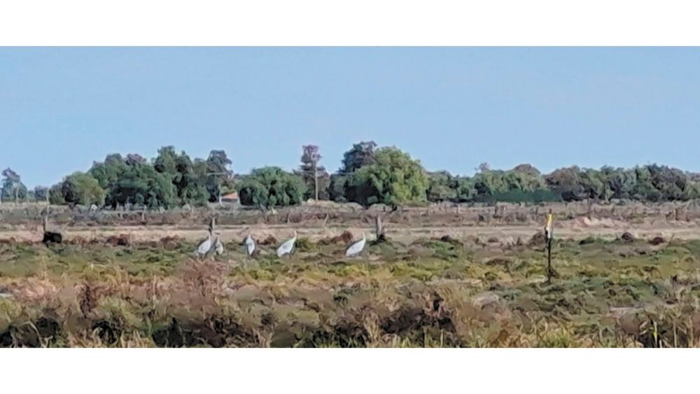 Irrigated Farms, the Missing Environmental and Fodder Link post image