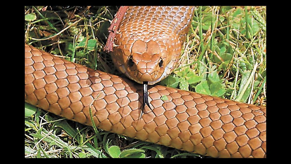 Watch out for snakes! post image