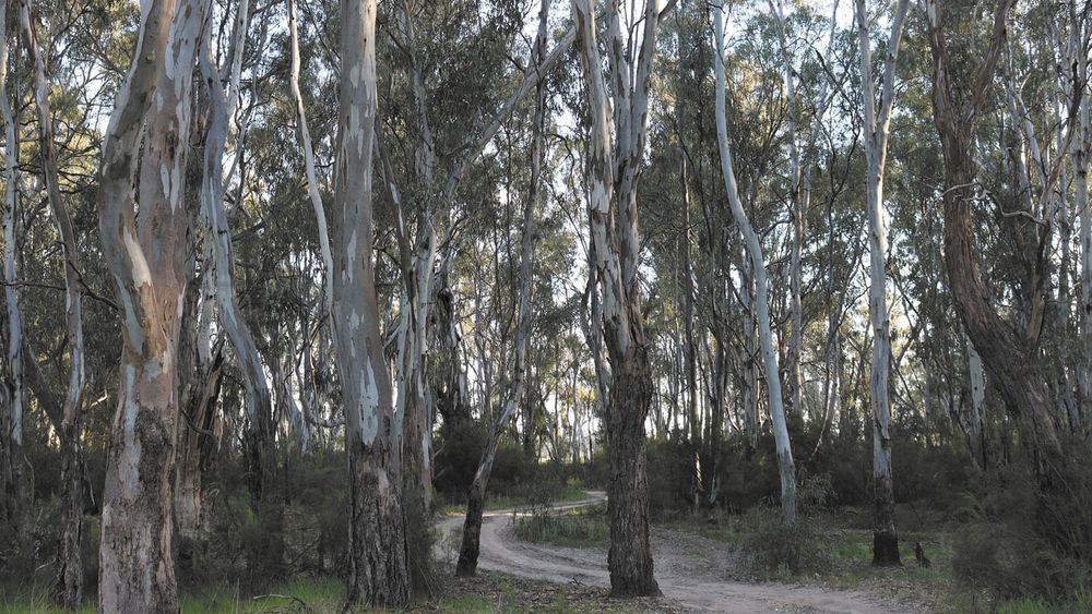 Tania Maxwell Votes to Support Timber Industry post image