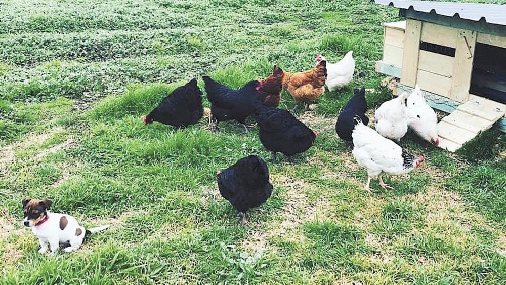 :-) Smilezone - October 14, 2021 post image