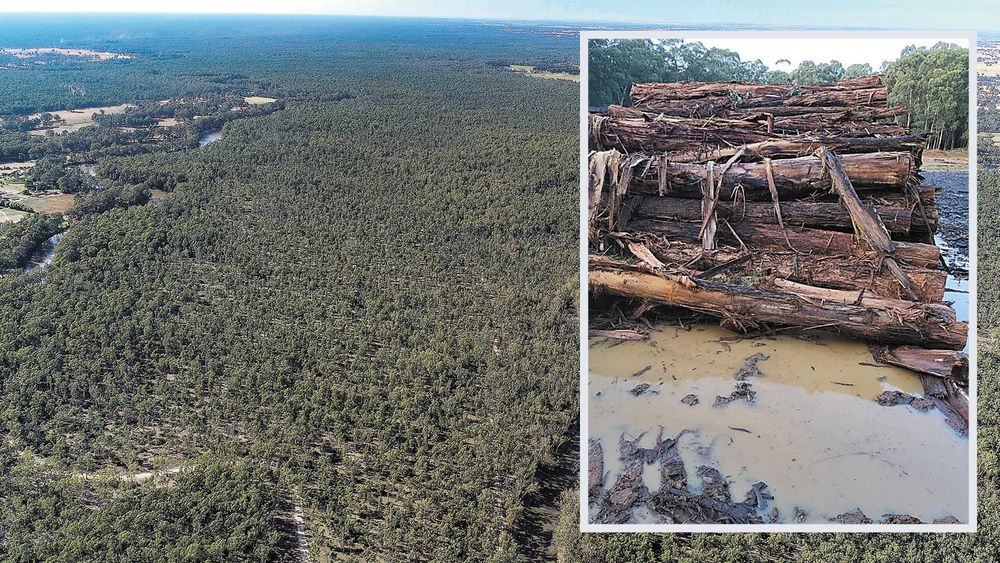 Native Forestry Set for the Chop post image