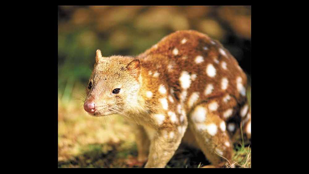Quoll Spotted post image