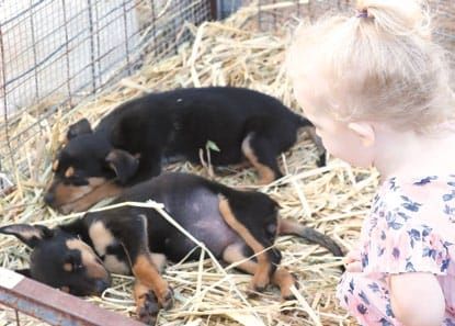 New attractions as the Wakool Show goes on post image