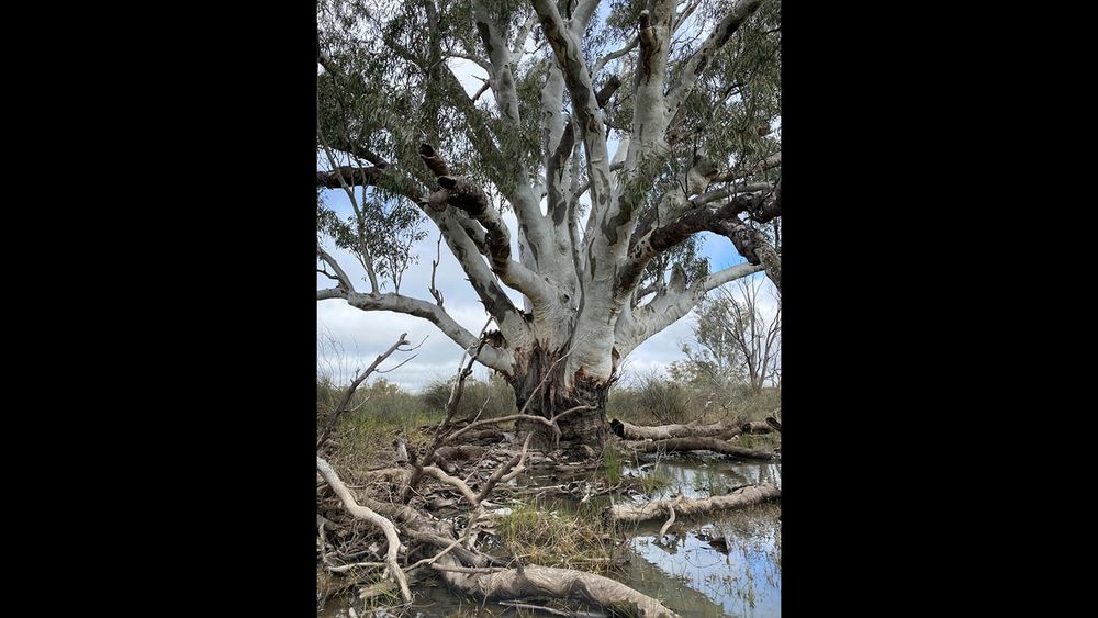 Have Your Say On Reconnecting River Country Program (RRCP) Inundation Modelling Maps post image
