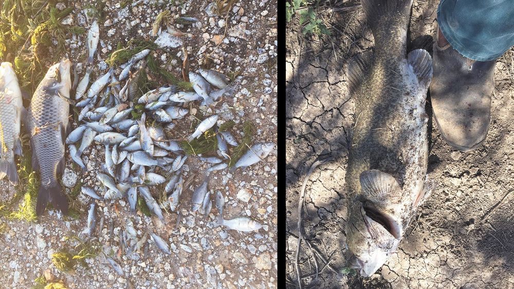 Acrolein Release in Channels Reveals First Kill post image