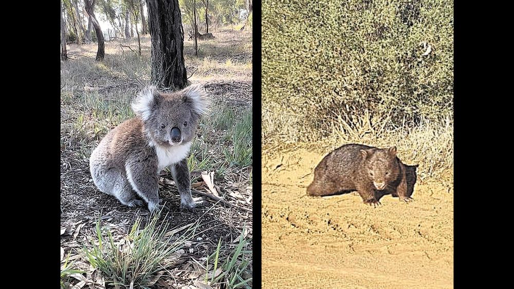 Rare native animal sightings post image