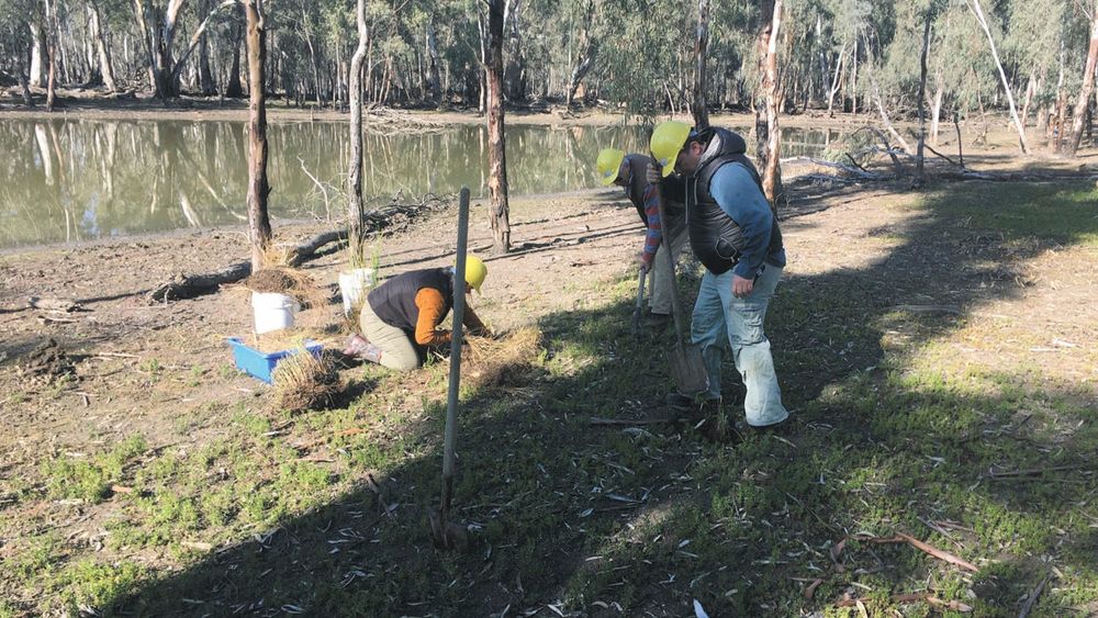 $50,000 FUNDING FOR FURTHER POLLACK REVEGETATION post image