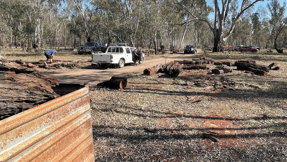Walsh pleads for DEECA to repeat 2024 Barmah firewood collection post image