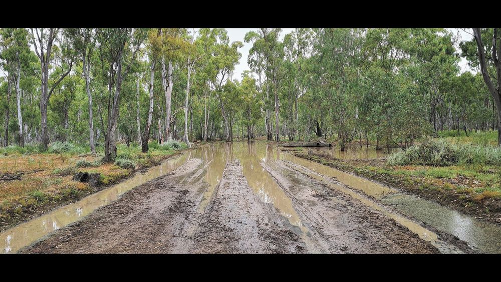 Gunbower Forest Limited Access post image