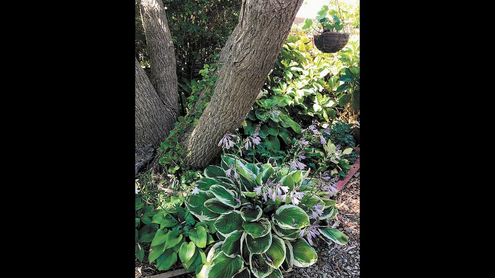 Garden Society - February 2, 2023 post image