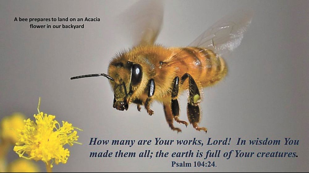 Plants Listening for a Buzz! post image