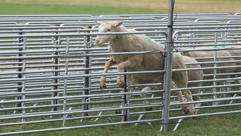 Sheep Races Postponed post image