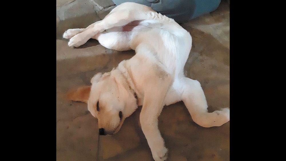 :-) Smilezone - September 30, 2021 post image