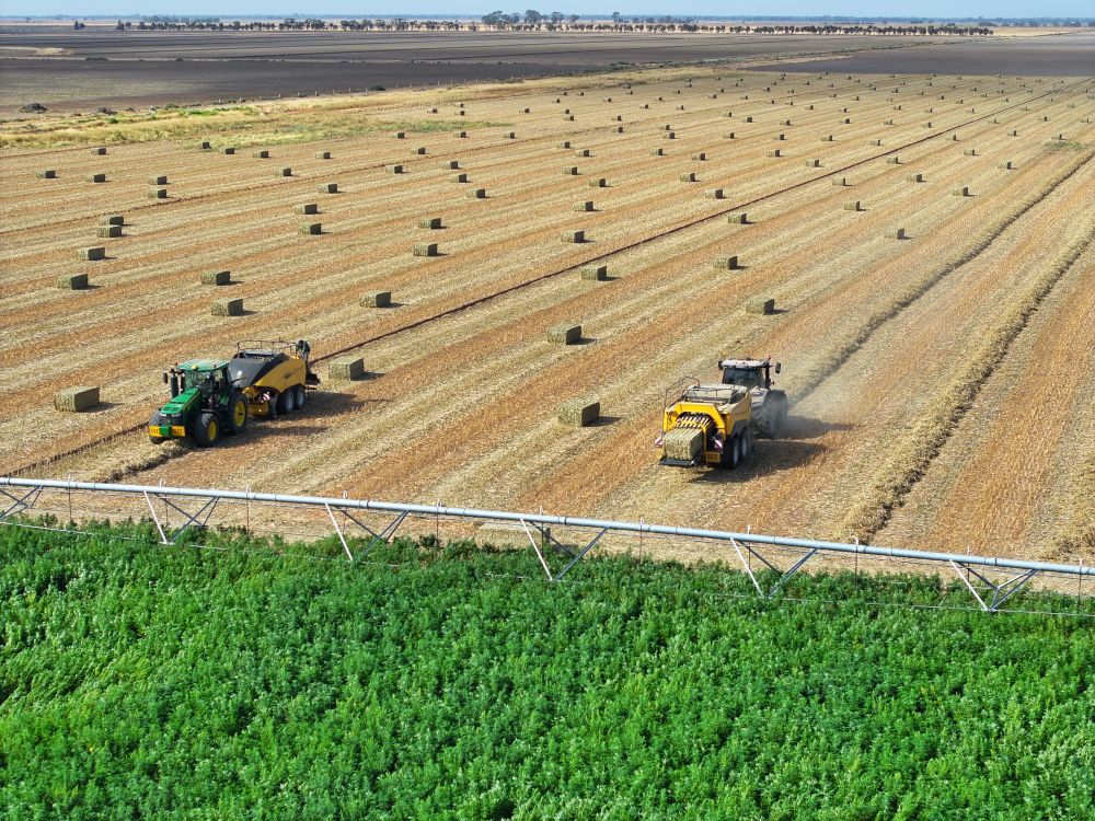 Murray Industrial Hemp seed funding success post image