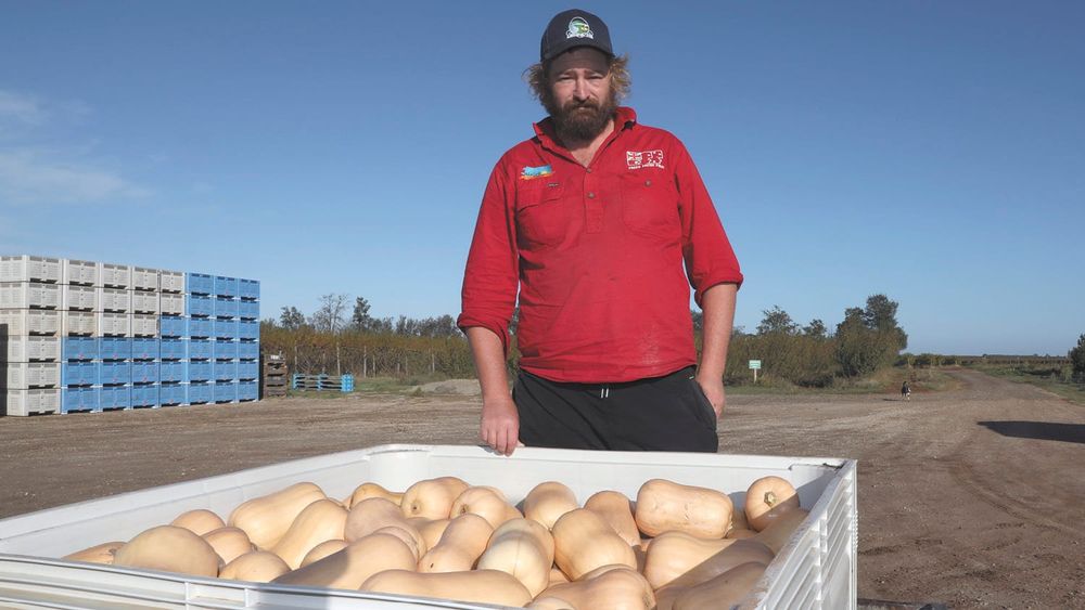 Butternuts a Winner! post image