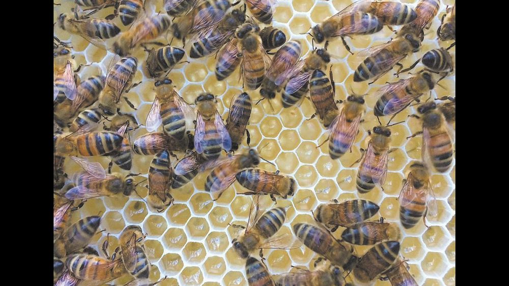 Public urged to ‘Buy a Bee’ post image