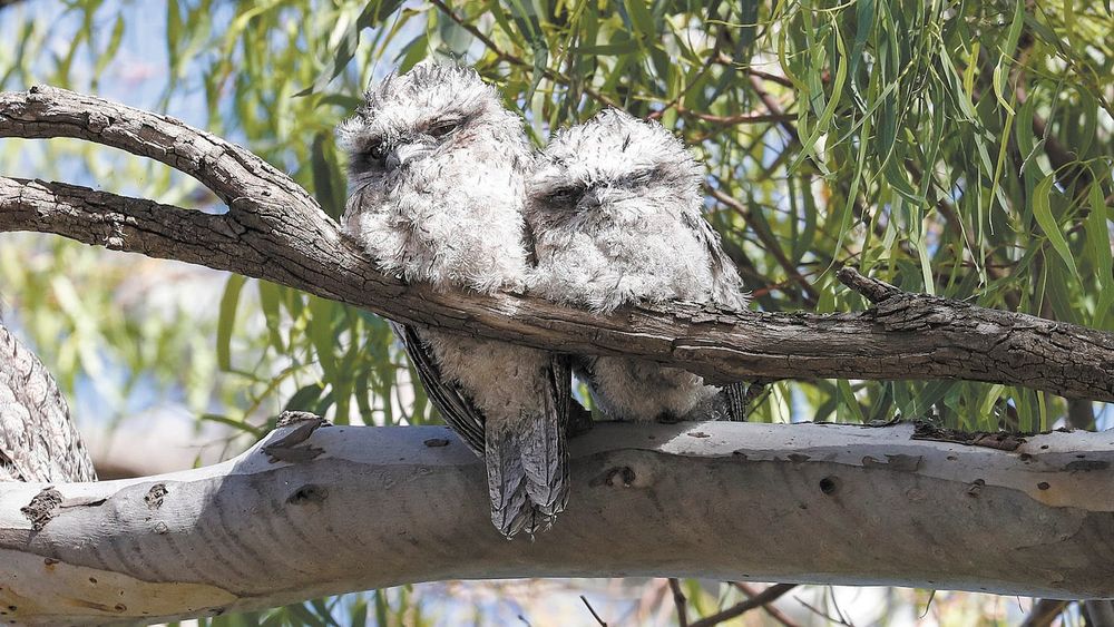 Fluffy Balls of Cuteness! post image