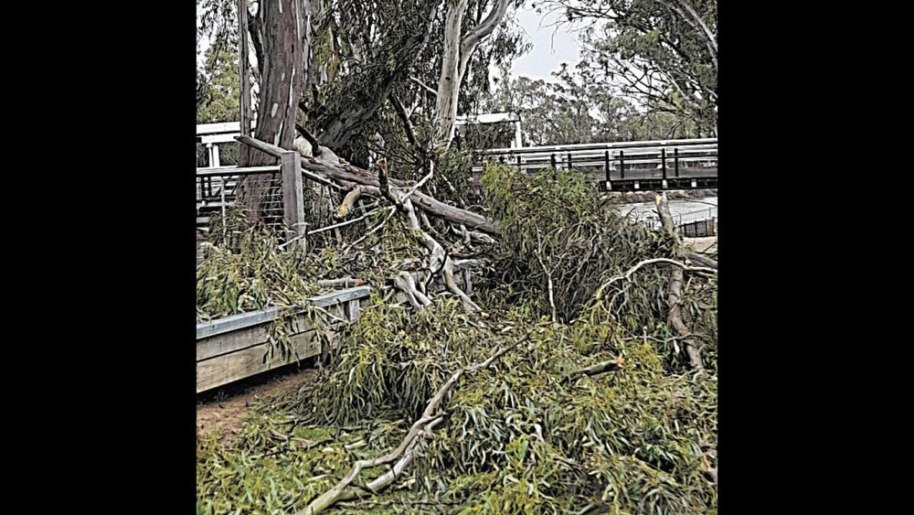 Wild Weather post image