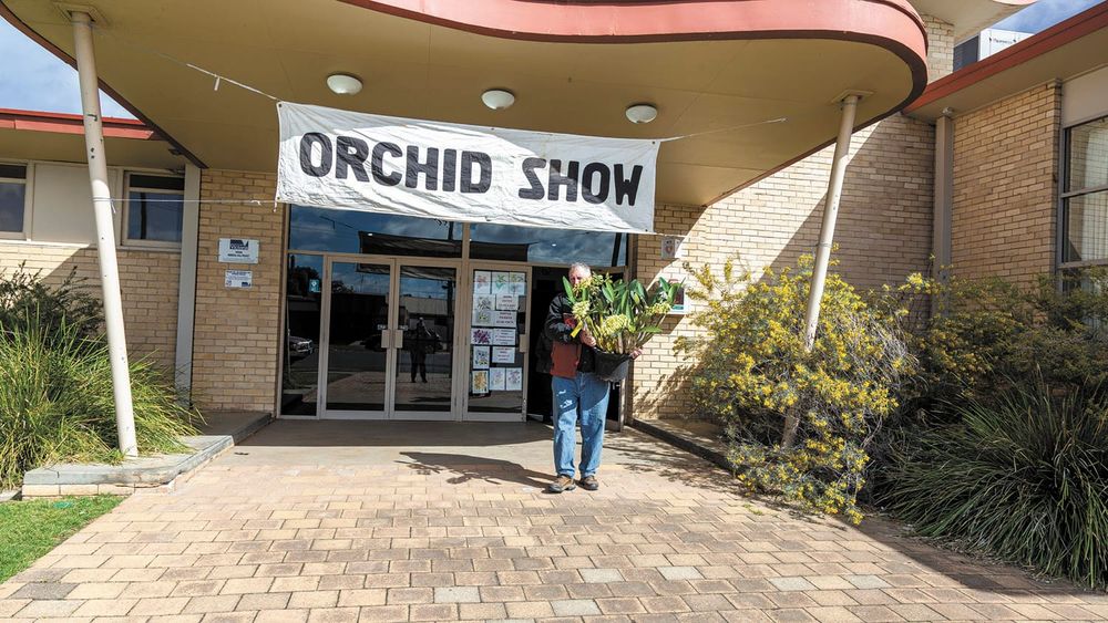 Blossoming Wonders post image