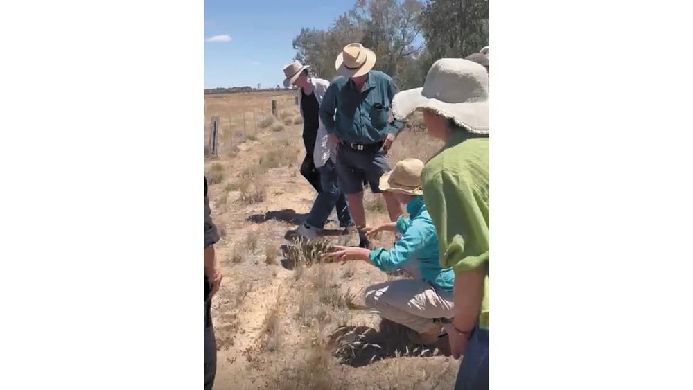 Gunbower farmer turns old drain into thriving wetland haven post image
