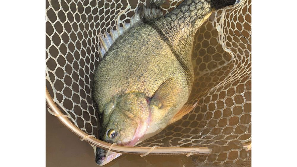 Bumper Yellas in Gunbower Creek post image