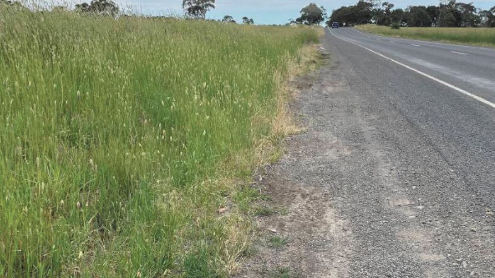 Protecting the Gannawarra's roadside native vegetation post image